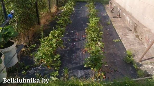 Мурано, Флорида бьюти, Шарлотта. Начало плодоношения. Чистка клубники. Belklubnika.by.mp4 смотреть онлайн