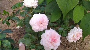 Розы в саду 23 августа/Gorgeous , Бременские музыканты, Александр Пушкин...