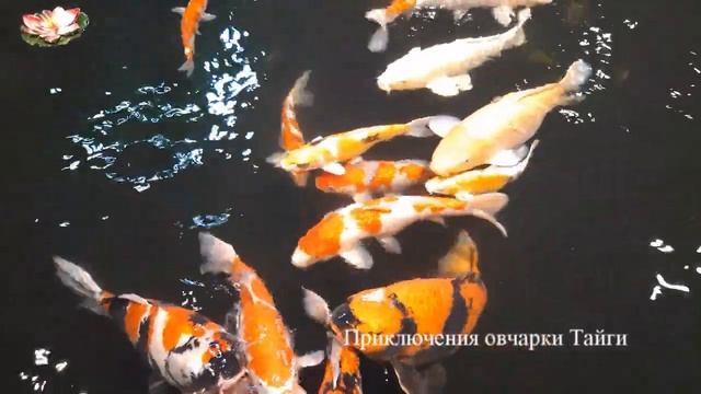 Рыбы для пруда, карпы кои!