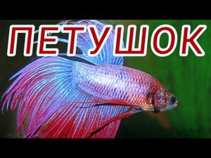 СИАМСКИЙ ПЕТУШОК . УСЛОВИЯ СОДЕРЖАНИЯ , УХОД И КОРМЛЕНИЕ.