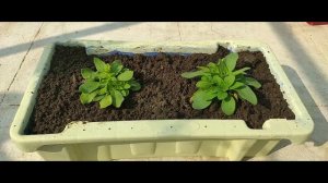 Petunia Plant Care | How To Grow Petunia & Prepare Soil Mix For Petunia | Fertilizer For Petunia