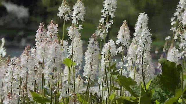 Tiarella wherryi смотреть онлайн