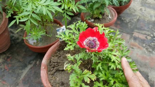How to Get Beautiful #Anemone Flowers with all care tips | Anemone at Asim Garden смотреть онлайн