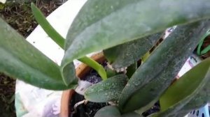 Cek Repotting Anggrek ala Mr X - repotting cattleya mini & cattleya hybrida