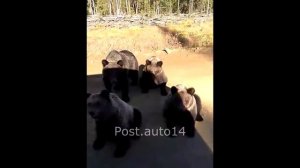 Банда Медведей просят ЕДЫ у Водителей. Голодные Мишки:)