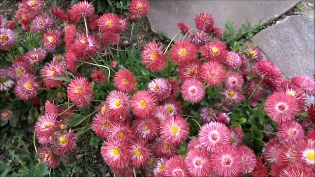 Flores de Jardin смотреть онлайн