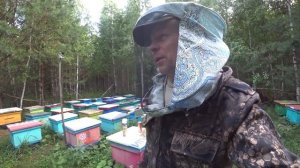 ОБРАБОТКА ПЧЁЛ ОТ КЛЕЩА ВАРРОА ДИСТРУКТОР, ПОСЛЕ МЕДОСБОРА ДЫМ ПУШКОЙ, очищенный керосин с бипином