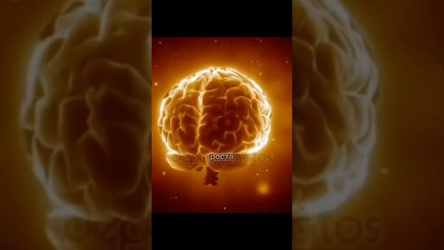Когда вырабатывается гормон счастья? Гормональное расписание