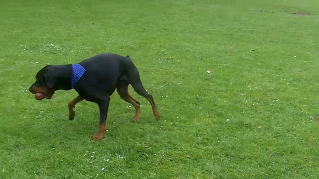 Doberman Gus &  Weimaraner Sebastian. смотреть онлайн