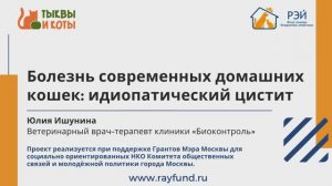 Идиопатический цистит у кошки