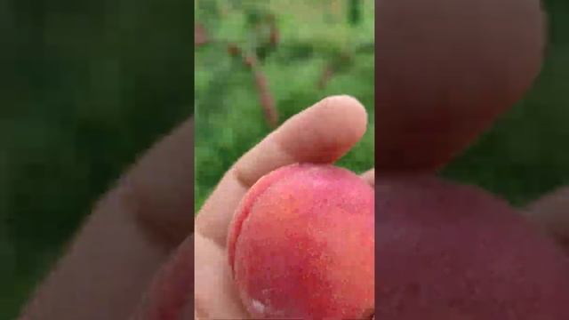 O'zbekistondagi eng katta rubista o'rigi bog'i. Самый большой сад абрикоса сорта рубиста в Узбекист смотреть онлайн