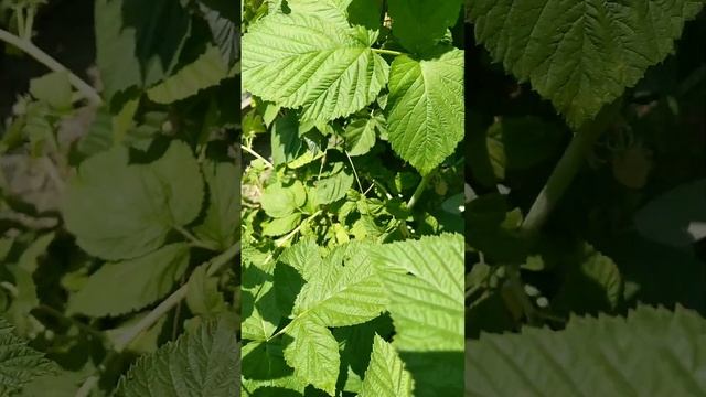 Малина Патриция на 22.06.2023 год. смотреть онлайн