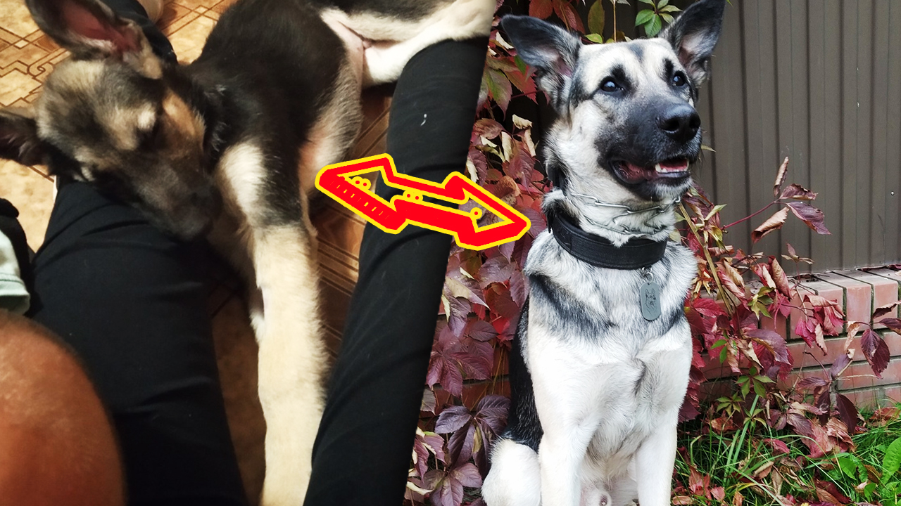 Во дворе скитался маленький щенок. Девушка вышла просто взглянуть на него... смотреть онлайн