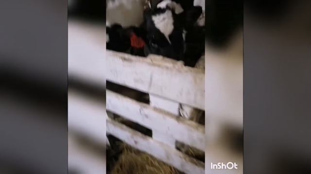 Телята растут не по дням, а по часам!!! смотреть онлайн