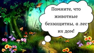 Познавательный ролик для детей "Про зелёные леса и лесные чудеса"
