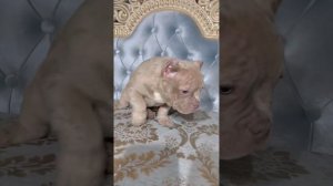 Кейко - Покемон  американский экзот булли 3,5 месяца. Выбираем достойную семью