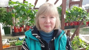 "Жалко томатики" Зачем посадила холодный грунт. Что положила в лунки и почему.