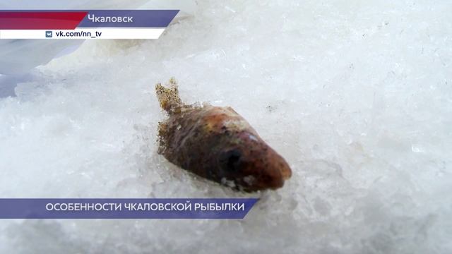 Фестиваль "Чкаловская рыбалка" прошел в Нижегородской области