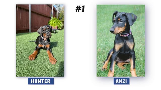 Doberman Puppy—Is It American or European? Here’s How to Tell! смотреть онлайн