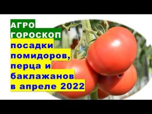 Агрогороскоп посадки помидоров, перца и баклажанов в апреле 2022 года