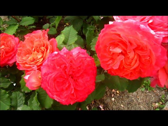 РОЗА ЭМИЛЬЕН ГИЙО (Emilien Guillot) смотреть онлайн