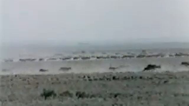 Сайгаки смотреть онлайн