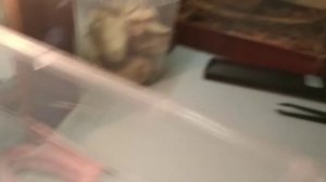 Как правильно кормить РЕСТНИЧАТОГО Геккона ( Бананоеда)?!