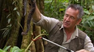 Охотники на змей! Гадюка! Мисливці на змій! Видео 13