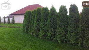 Туи ? Топ-10 самых популярных ? Колоновидные туи