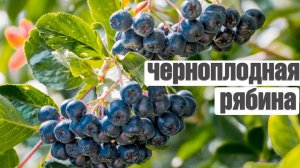 ВАМ СРОЧНО НУЖНА ЧЕРНОПЛОДНАЯ РЯБИНА И ВОТ ПОЧЕМУ ✔️ Польза и вред Арония черноплодная