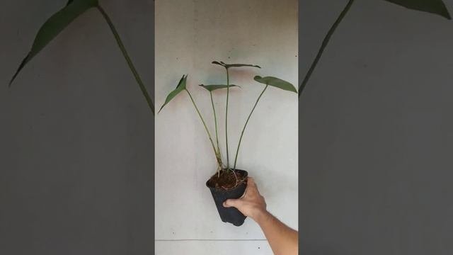 Amydrium Humile | Fazza Nursery - Popular Plants