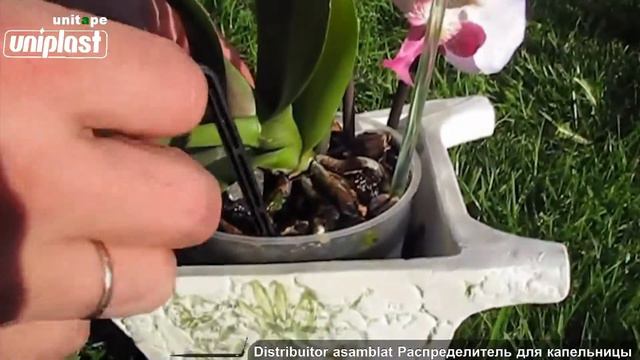 UNIPLAST SRL IRIGARE PRIN PICURARE Distribuitor asamblat Распределитель для капельницы смотреть онлайн