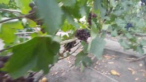 Виноград Лорано, Памяти учителя,Байконур,Академик,Каталония 2020
