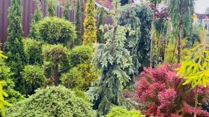 Эльгимани Глаука Пендула ❤️?) подробности приобретения, в комментариях