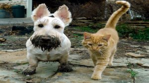 Подборка смешных видео и приколов 146? Лучшие ПРИКОЛЫ 2023