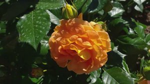 РОЗА ГОЛДЕЛЬЗЕ - солнце в розарии! #розы #розаголдельзе