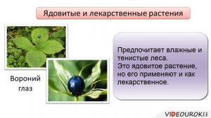 Класс Однодольные Семейство Лилейные