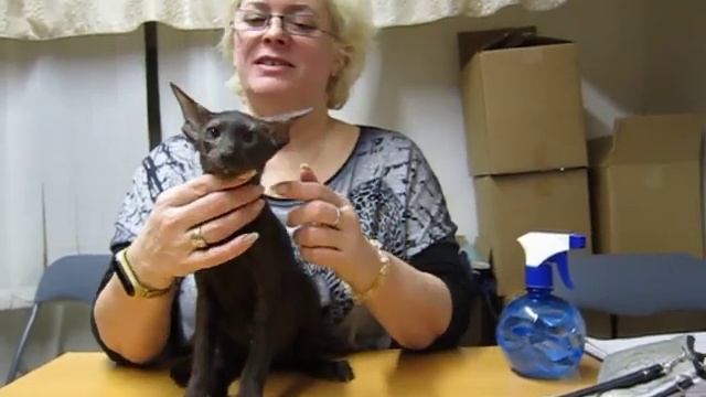 Актировка в клубе 270220. Эксперт Федоренко Е. Б. Ориентальная шоколадная кошечка Пеппина смотреть онлайн