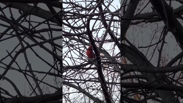 The beautiful red cardinal bird смотреть онлайн