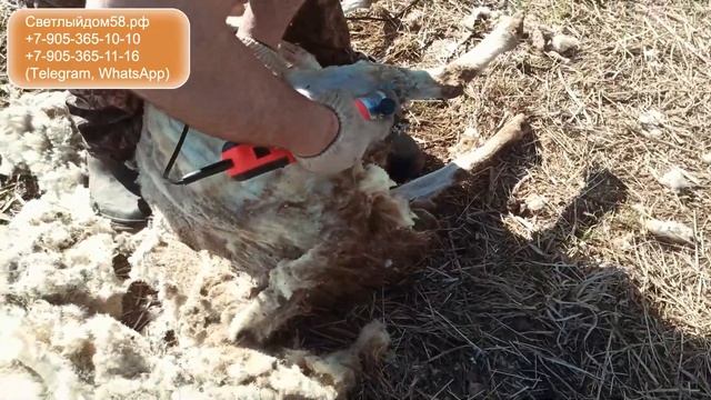 Машинка Бергер: жесткий тест немецкой машинки для стрижки овец BERGER на грязной овце. Сможет ли? смотреть онлайн