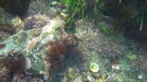 Морские ежи / Sea Urchins