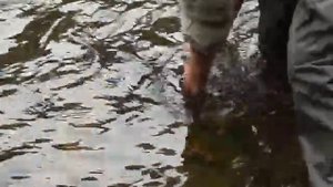 Рыбалка на Арму