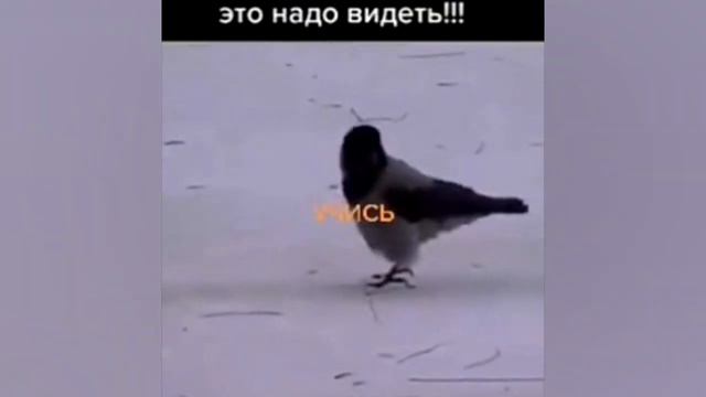 приколы | 5 минут смеха | подборка приколов - март#7 / тик ток приколы