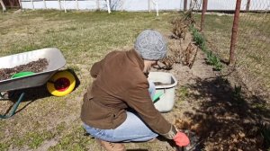 Как сажать розы. Как правильно посадить розу в открытый грунт