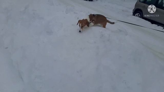 Собака ныряет в сугробы, грызёт сосульки 🥶🤠👋 #видеопроживотных #собака #смешныеживотные