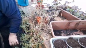 Вербена вегетативная : укоренение черенка,перевалка в горшок.