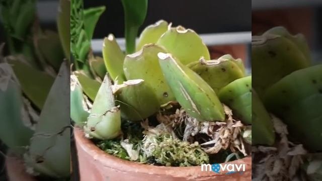 Трихипилия,Trichopilia,описание  уход.Орхидея.