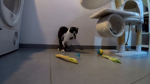 Chatons sauvages socialisés. Социализация диких котят приручение к рукам.