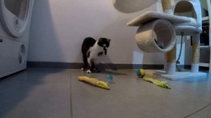 Chatons sauvages socialisés. Социализация диких котят, приручение к рукам.