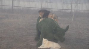 Любовь победила страх.Лев Алекс набрался храбрости и спрыгнул с буйвола.Тайган